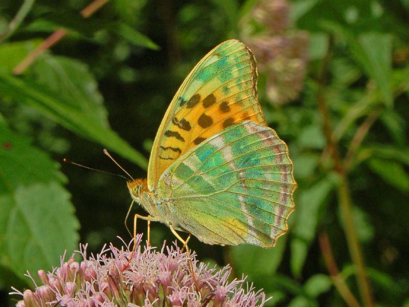 Argynnis ... tutte verdi, da identificare - Argynnis (Argynnis) paphia